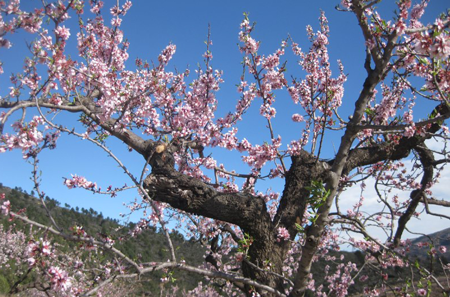 Almendros en Flor