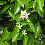 Naranjas Pego Natura