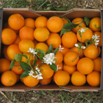 Naranjas Pego Natura