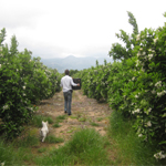 Naranjas Pego Natura