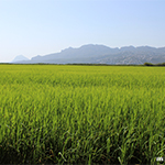 Campos de arroz en el parque natural del marjal de Pego-Oliva les Tanques de Pego Natura