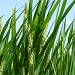 Campos de arroz en el parque natural del marjal de Pego-Oliva les Tanques de Pego Natura. Foto: Ineke Sinnema