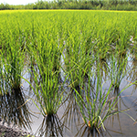 Campos de arroz Bombon en el campo experimental de Pego Natura, parque natural del marjal Pego-Oliva