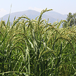 Campos de arroz Bombon en el campo experimental de Pego Natura, parque natural del marjal Pego-Oliva