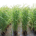 Campos de arroz Bombon en el campo experimental de Pego Natura, parque natural del marjal Pego-Oliva