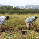 Siega arroz Bomb�n en campo experimental del parque natural marjal Pego-Oliva 2015 - Pego Natura