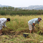 Siega arroz Bombn en campo experimental del parque natural marjal Pego-Oliva 2015 - Pego Natura