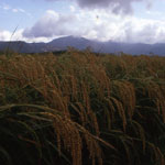 Campos de arroz Marjal Pego Oliva