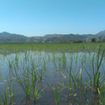 Pego Natura S.L