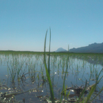 Pego Natura S.L