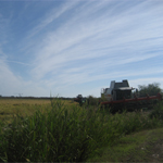 Siega de los campos de arroz temporada 2013-2014 Pego Natura S.L