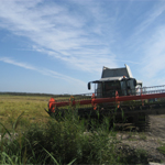 Siega de los campos de arroz temporada 2013-2014 Pego Natura S.L