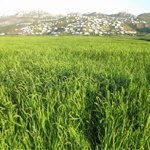 Los campos de arroz temporada 2013-2014 antes de la siega Pego Natura S.L